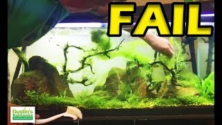 FAIL! No Maintenence Tank - Aquarium Algae Mess Causes