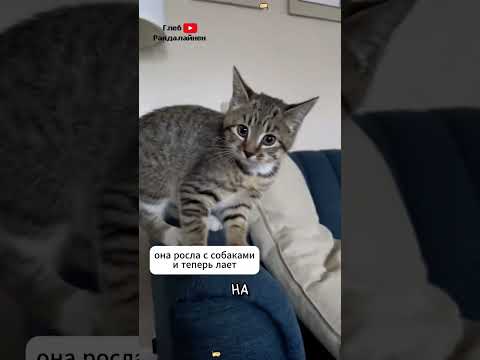 Коты Выросшие с Собаками 😼