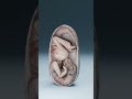 They Found a Dinosaur Embryo Inside This Egg…