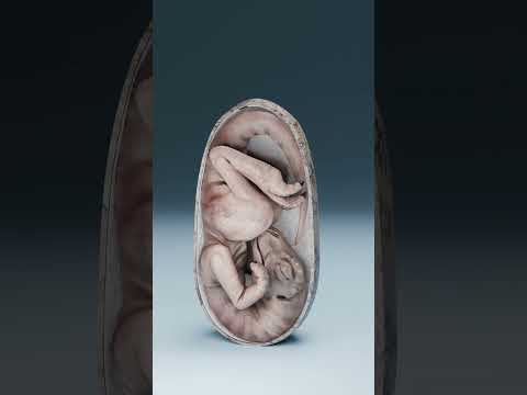 They Found a Dinosaur Embryo Inside This Egg…