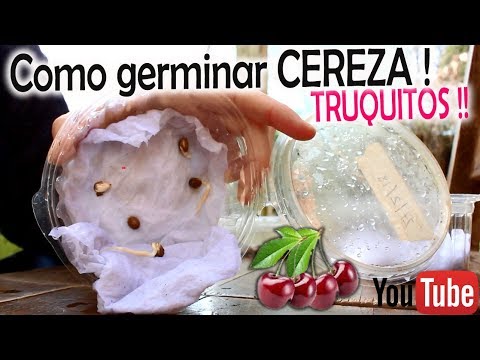 download lagu mp3 mp4 Huesos De Cereza, download lagu Huesos De Cereza gratis, unduh video klip Huesos De Cereza