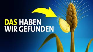 Ist Weizen wirklich (un)gesund? | Studio Q