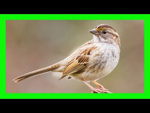 Strnádlik bielohrdlý (Zonotrichia albicollis) — spev a hlas v prírode