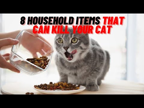 8 Household Items that can Kill your Cat 2021