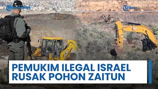 Pemukim Ilegal Israel Rusak Pohon Zaitun Warga Palestina dan Dirikan 'Pos Serangan' di Tepi Barat