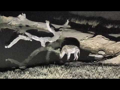 Djuma: Second lone Hyena gets quick drink - 22:24 - 08/26/18