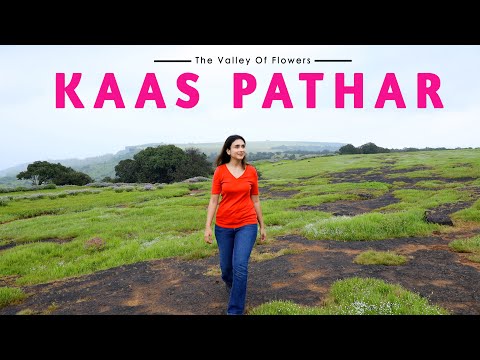 4K| Kaas Pathar | Kaas Plateau | The valley of flowers | A complete guide