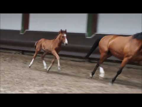 Hf v. Cafe au lait x Zoom