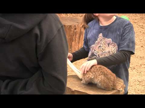 Suzanne, Kedryn, and Brynn with bobcat cub