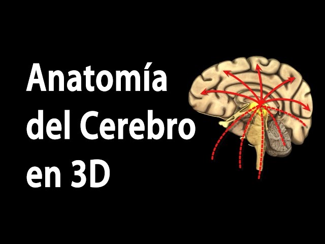 Vídeo relacionado con Modelo Anatómico del Cerebro Humano 3D | Desmontable con Imanes, Tamaño Real | Material Didáctico de Espuma para Estudiantes de Anatomía y Medicina