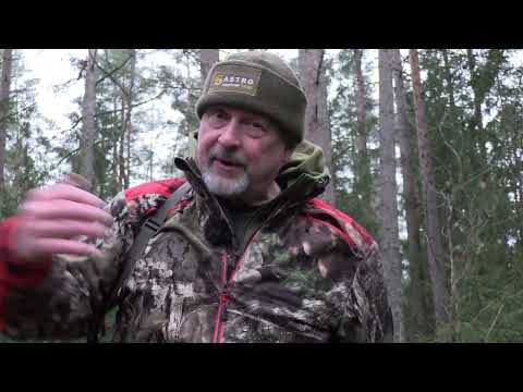 Vildsvinsjakt - Tips och tricks när hunden ställer gris