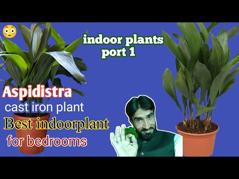 , title : 'aspidistra plant care🌱♥ | cast iron plant | best indoor plant for your bedroom #Ahmadnursery'