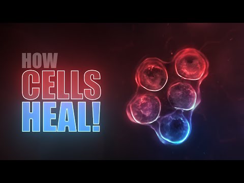 Heal diseases with food (and your own cells)!