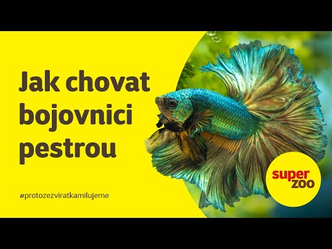 Chov bojovnice pestré (Betta splendens) | Super zoo