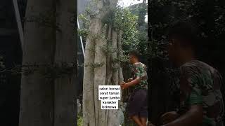 Download lagu candidate for super jumbo garden serut bonsai with special character #bonsai #garden serut #bonsa... mp3