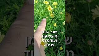 חרצית כמה פשוט ככה יפה
