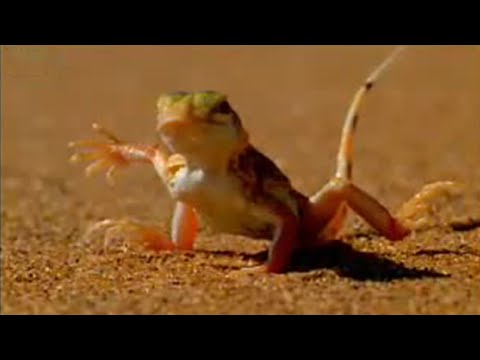 This Lizard Escapes the Heat in an Unusual Way | BBC Studios