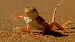 This Lizard Escapes the Heat in an Unusual Way | BBC Studios