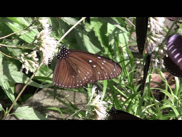 Film for Purple Butterfly 2015-11-02