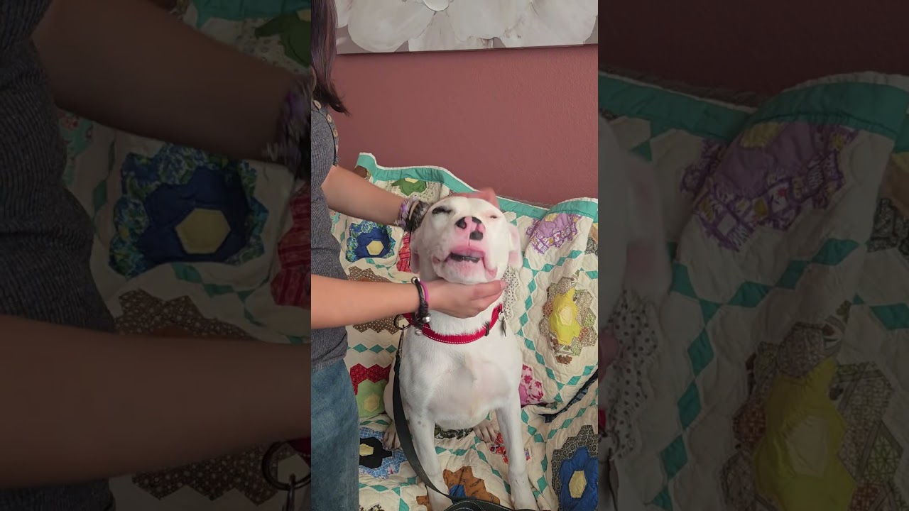 Enlarge Petey, an adopted mixed breed in Murrieta, CA video 3/3