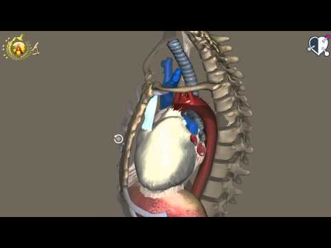 Cardiovascular System 07: Heart - Pericardium