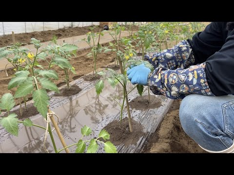  4月末にトマトを植えることはできますか？それらをうまく植えるにはどうすればよいでしょうか？簡単なビデオガイド  庭園