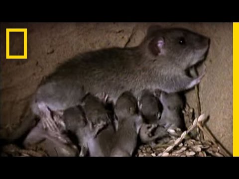Momma Rat: 15,000 Babies a Year! | National Geographic Video