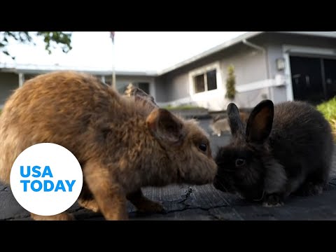 Domestic rabbits taking over town: 'They started multiplying' | USA TODAY