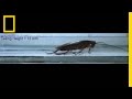 Watch Cockroaches Survive Squeezing Smashing And More National Geographic