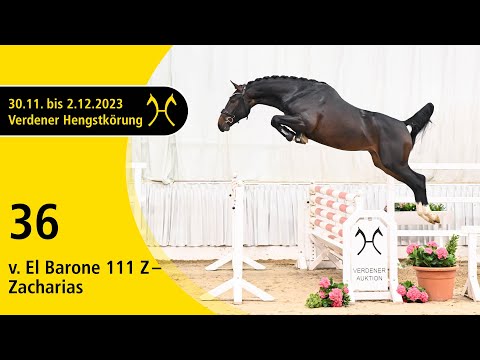 Verden Stallion Licensing 2023 - Jumping - Dec. 1/2- No. 36 Stallion by El Barone 111 Z - Zacharias