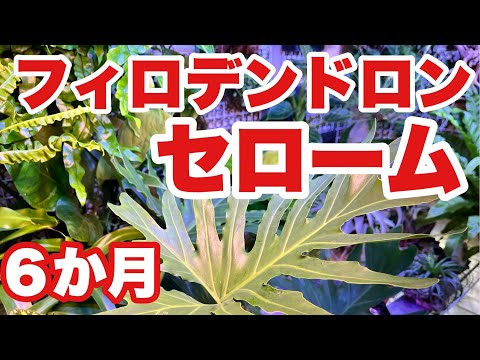 園芸 セロウム フィロデンドロン、セロウム、木のフィロデンドロン