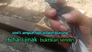 Download lagu cara menjinakkan kacer giras mp3 Download lagu cara menjinakkan kacer giras mp3