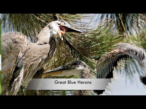 *GREAT BLUE HERONS "ARGUING" 2021 #0623