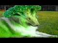 Top 10 Hybrid Animals That Actually Exist