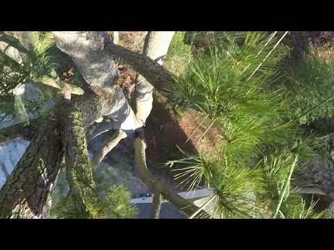 download lagu mp3 mp4 Adams Tree Care, download lagu Adams Tree Care gratis, unduh video klip Adams Tree Care
