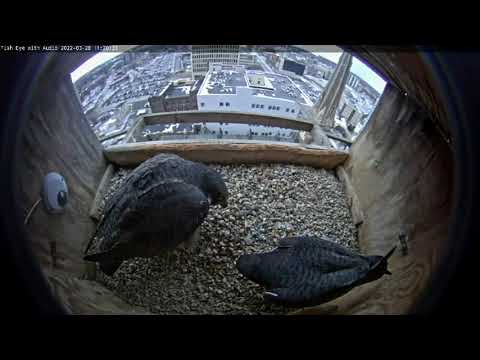 March 28 2022 Ares disturbs Astrid to check for an egg 1120AM