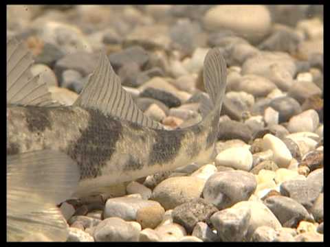 LFV, Fish and Fisheries, Part 4, Perch-like Fishes, Other Spiny Fishes and the Rutte (VTS_01_1)