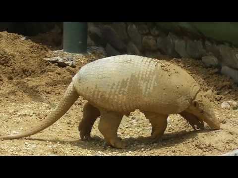 Un armadillo gigante, el más grande del mundo. Llanos de Colombia