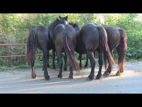 Iepele lui Cipri de la Borsa, Cluj - 2018 Nou!!!