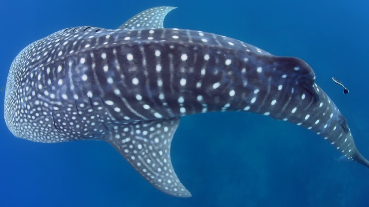 Whale Shark Tours Exmouth Ningaloo Reef Swim