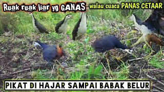 Download lagu Burung Ruak' liar semakin Ganas melihat pikat hidup[]jerat racik gantung mp3