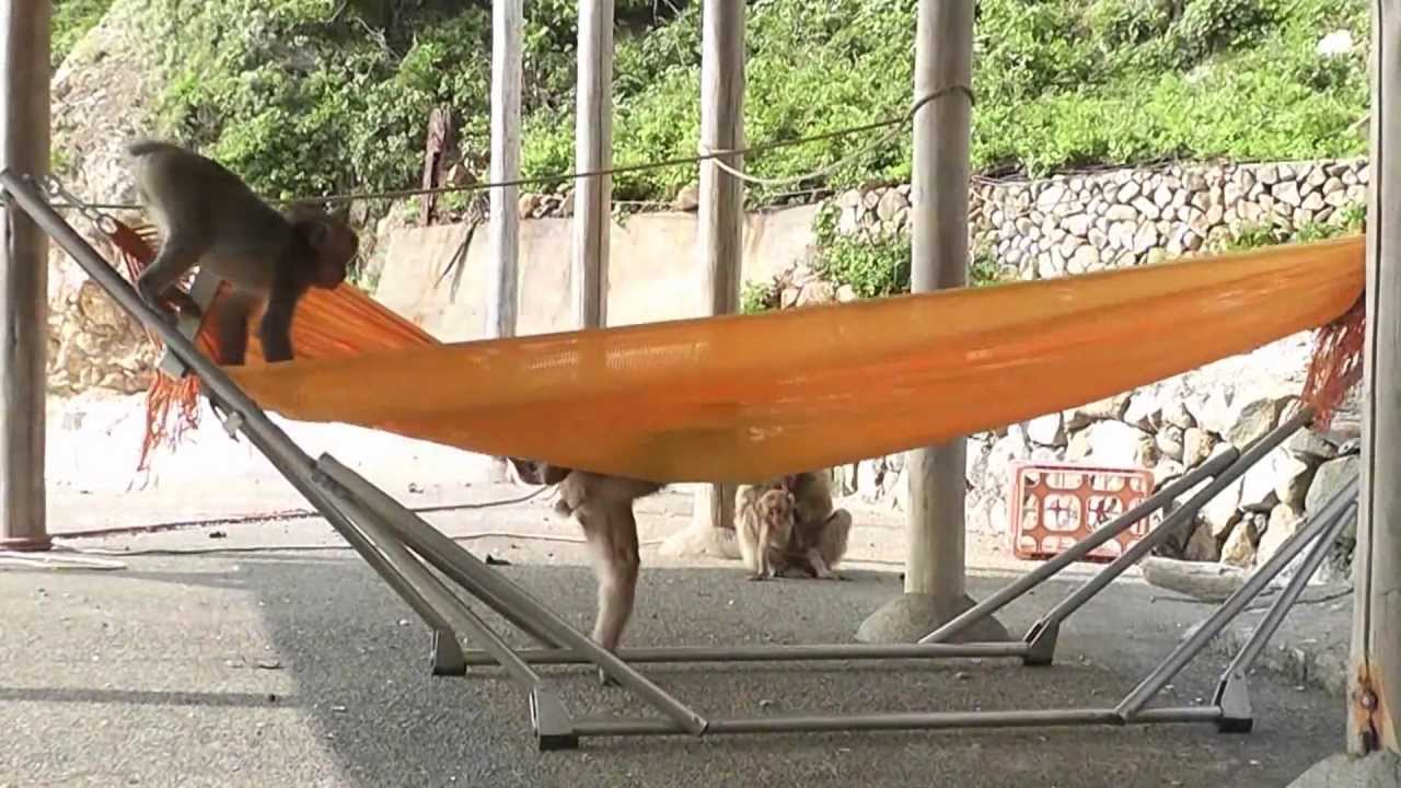 波勝崎苑の猿（ハンモック）Japanese Macaque Monkeys