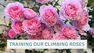 Get More Flowers! Pruning & Training Climbing Roses the Right Way // Cottoverdi