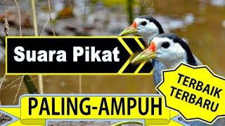 Download lagu amaurornisphoenicurus #birds #Paddyfieldbirdssound #Paddyfieldbirds #soundbirds #soundbirdsrelaxing mp3 Download lagu amaurornisphoenicurus #birds #Paddyfieldbirdssound #Paddyfieldbirds #soundbirds #soundbirdsrelaxing mp3