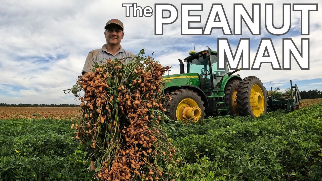 How One Farmer Harvests Millions of Peanuts