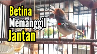 Download lagu PRENJAK BETINA GACOR Istimewa Memanggil PRENJAK JANTAN, Cocok buat Masteran ataupun Pancingan. mp3 Download lagu PRENJAK BETINA GACOR Istimewa Memanggil PRENJAK JANTAN, Cocok buat Masteran ataupun Pancingan. mp3