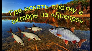 Какая рыба ловится в октябре на днепре