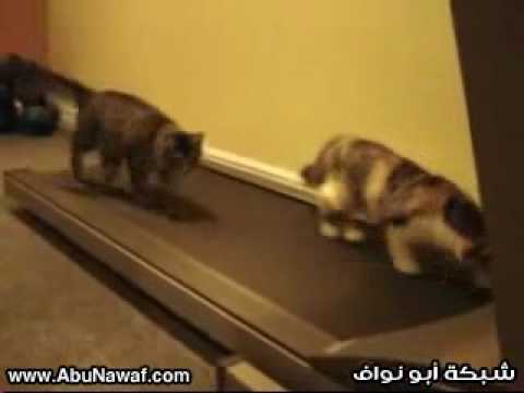 stupid cat.wmv