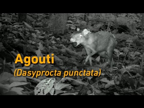 Aguti stredoamerický (Dasyprocta punctata) — ukrývanie semien