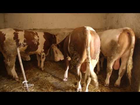 Farma krava i proizvodnja mleka u Kovilju - U nasem ataru 694